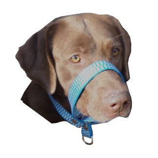 G35.1 - CABRESTO PARA CACHORRO 15MM